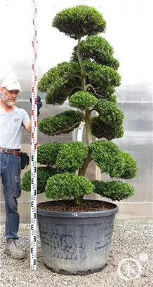 Japan-Stechpalme - Ilex crenata