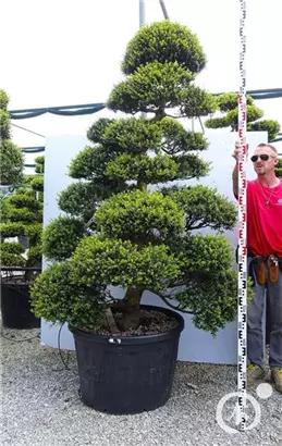 Japan-Stechpalme - Ilex crenata