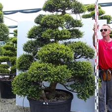 Ilex crenata, Gartenbonsai MRLn7 - 180