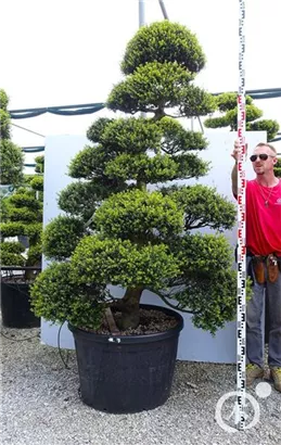 Japan-Stechpalme - Ilex crenata