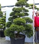 Japan-Stechpalme - Ilex crenata