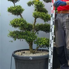 Ilex crenata, Gartenbonsai SK1n13 - 100