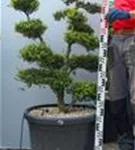 Japan-Stechpalme - Ilex crenata