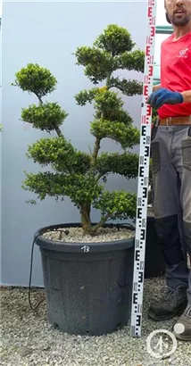 Japan-Stechpalme - Ilex crenata