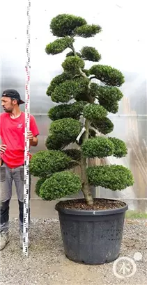 Japan-Stechpalme - Ilex crenata