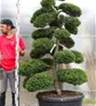 Japan-Stechpalme - Ilex crenata