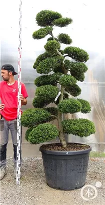 Japan-Stechpalme - Ilex crenata