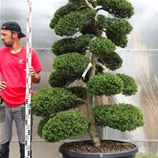 Ilex crenata, Gartenbonsai M28n4 - 200