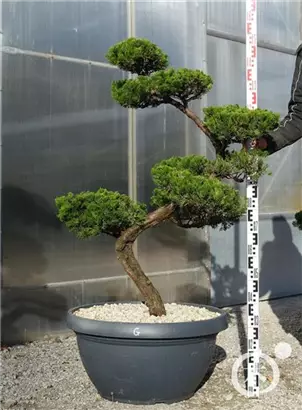 Strauchwacholder 'Kaizuka' - Juniperus chin.'Kaizuka'
