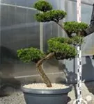 Strauchwacholder 'Kaizuka' - Juniperus chin.'Kaizuka'