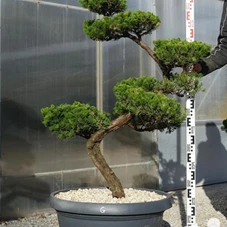 Juniperus chin.'Kaizuka', Gartenbonsai NPbkG - 120