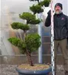 Strauchwacholder 'Kaizuka' - Juniperus chin.'Kaizuka'