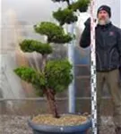 Strauchwacholder 'Kaizuka' - Juniperus chin.'Kaizuka'