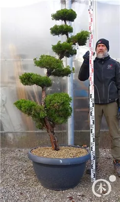 Strauchwacholder 'Kaizuka' - Juniperus chin.'Kaizuka'