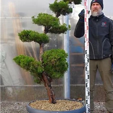 Juniperus chin.'Kaizuka', Gartenbonsai NPbkN9 - 160