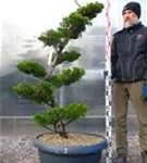 Strauchwacholder 'Kaizuka' - Juniperus chin.'Kaizuka'