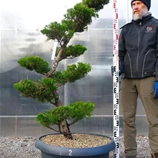 Juniperus chin.'Kaizuka', Gartenbonsai NPbkN2 - 160