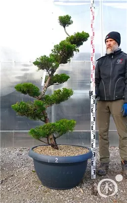 Strauchwacholder 'Kaizuka' - Juniperus chin.'Kaizuka'