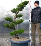 Strauchwacholder 'Kaizuka' - Juniperus chin.'Kaizuka'