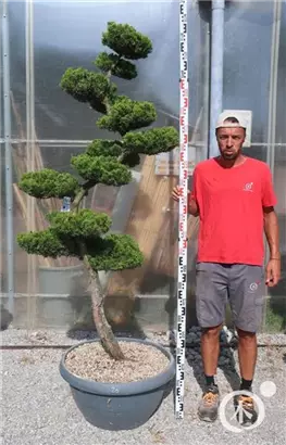 Strauchwacholder 'Kaizuka' - Juniperus chin.'Kaizuka'