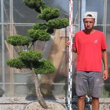 Juniperus chin.'Kaizuka', Gartenbonsai NPbkN20 - 200