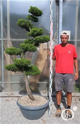 Strauchwacholder 'Kaizuka' - Juniperus chin.'Kaizuka'