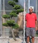 Strauchwacholder 'Kaizuka' - Juniperus chin.'Kaizuka'