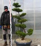 Strauchwacholder 'Kaizuka' - Juniperus chin.'Kaizuka'