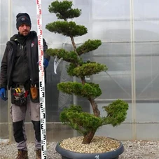 Juniperus chin.'Kaizuka', Gartenbonsai NPbkN14 - 160