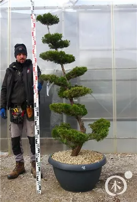 Strauchwacholder 'Kaizuka' - Juniperus chin.'Kaizuka'