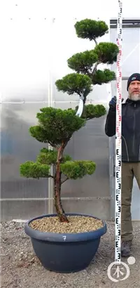 Strauchwacholder 'Kaizuka' - Juniperus chin.'Kaizuka'