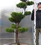 Strauchwacholder 'Kaizuka' - Juniperus chin.'Kaizuka'