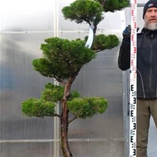 Juniperus chin.'Kaizuka', Gartenbonsai NPbkN7 - 180