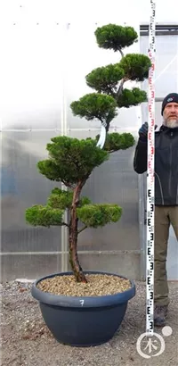 Strauchwacholder 'Kaizuka' - Juniperus chin.'Kaizuka'