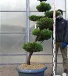 Strauchwacholder 'Kaizuka' - Juniperus chin.'Kaizuka'
