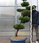 Strauchwacholder 'Kaizuka' - Juniperus chin.'Kaizuka'