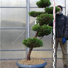 Juniperus chin.'Kaizuka', Gartenbonsai NPbkN12 - 170
