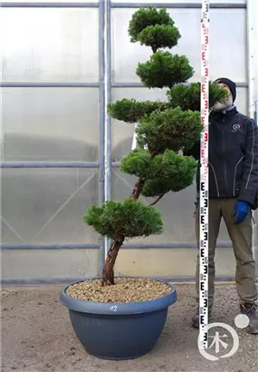 Strauchwacholder 'Kaizuka' - Juniperus chin.'Kaizuka'