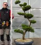Strauchwacholder 'Kaizuka' - Juniperus chin.'Kaizuka'