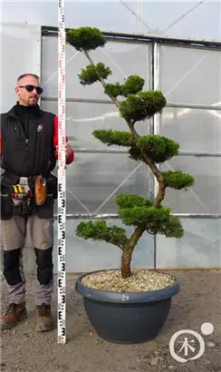 Strauchwacholder 'Kaizuka' - Juniperus chin.'Kaizuka'