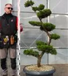 Strauchwacholder 'Kaizuka' - Juniperus chin.'Kaizuka'