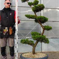 Juniperus chin.'Kaizuka', Gartenbonsai NPbkN20 - 160