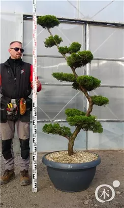 Strauchwacholder 'Kaizuka' - Juniperus chin.'Kaizuka'