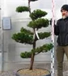 Strauchwacholder 'Kaizuka' - Juniperus chin.'Kaizuka'