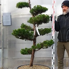 Juniperus chin.'Kaizuka', Gartenbonsai NPbkN5 - 170