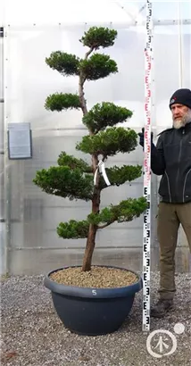 Strauchwacholder 'Kaizuka' - Juniperus chin.'Kaizuka'