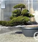 Strauchwacholder 'Kaizuka' - Juniperus chin.'Kaizuka'