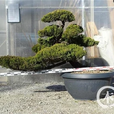 Juniperus chin.'Kaizuka', Gartenbonsai NP - 170