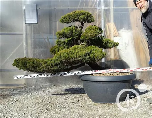 Strauchwacholder 'Kaizuka' - Juniperus chin.'Kaizuka'