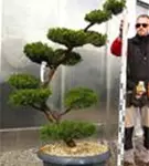 Strauchwacholder 'Kaizuka' - Juniperus chin.'Kaizuka'